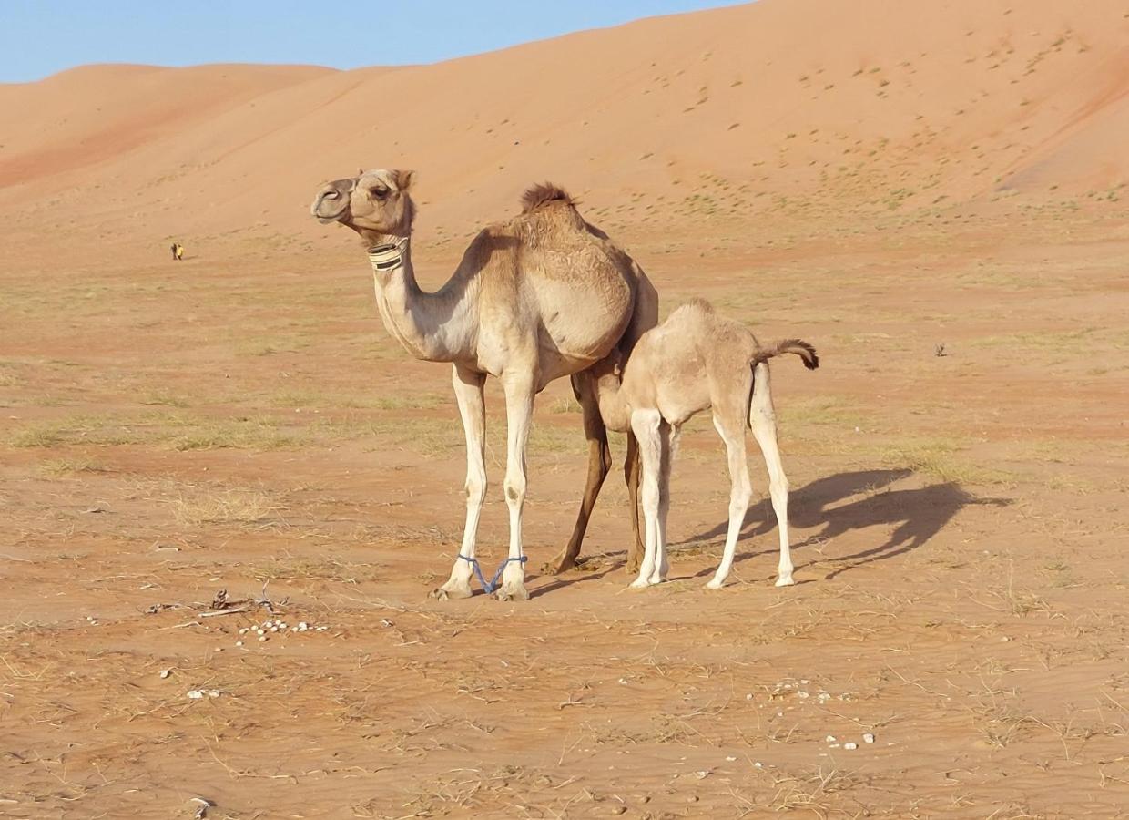 Al Wāşil Delight Desert Camp מראה חיצוני תמונה